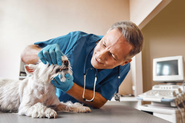 Best Emergency Dental Care for Broken or Chipped Teeth in Stanton, KY